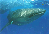 squalo balena