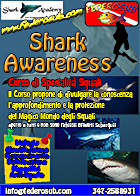 shark awareness